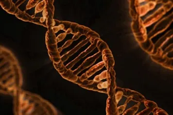 PUBLICATION SCIENTIFIQUE | L'extrémité de nos chromosomes serait responsable de la sévérité de l'impact du COVID-19