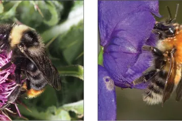 Projection du déclin des populations européennes de bourdon