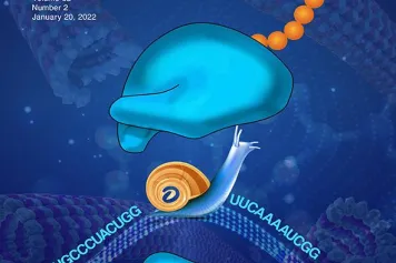 ? Un escargot namurois en une de la revue Molecular Cell !