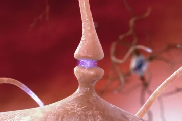 La connectomique cérébrale: l'heure de l'imagerie moléculaire ?