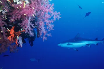 Attention, danger : perte d’oxygène dans les océans