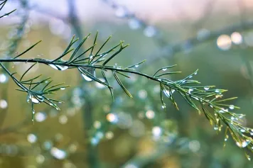 IN MEDIA ?? Un stratégie ingénieuse, directement copiée de la nature, pour capturer les gouttes d’eau