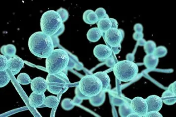 ? Infections fongiques : le rôle de Mep2