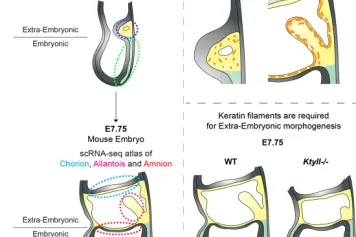 ? À quoi servent les filaments de kératine après la gestation de l'embryon de souris ?