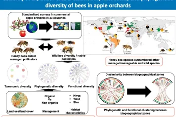 Diversité taxonomique, fonctionnelle et phylogénétique globale des abeilles dans les vergers de pommiers