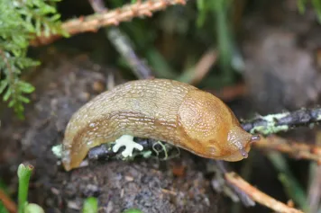 Les adhésifs du futur, issus d’une limace et d’une grenouille ?