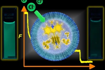 Le test de la lucigénine : Mesure du transport d'anions dans les vésicules lipidiques