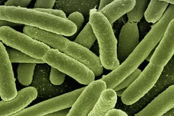 Eclaircir les mystères du monde microbien