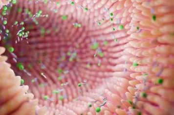 Le microbiote, un nouvel acteur dans le rejet des greffes