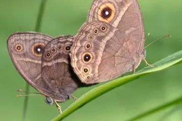 Le dérèglement climatique, castrateur pour les papillons