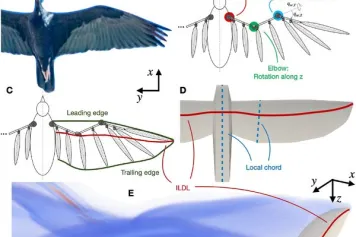 Évaluation numérique de l'estimation de la portance instantanée basée sur le sillage dans le vol battu des grands oiseaux