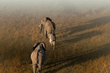 L'intelligence artificielle va-t-elle révolutionner les relevés aériens ?