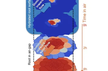 Comment les plantes évitent-elles de faire pousser des racines latérales dans les vides d'air ? 