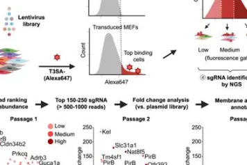 Le récepteur B de type immunoglobuline appariée est un récepteur d'entrée pour l'orthoréovirus des mammifères