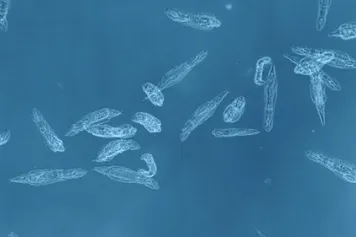 Le rotifère, un super-héros dans l'espace