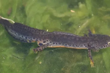 Les espèces invasives, fléaux des amphibiens