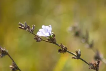 Éthique de l’environnement et espèces végétales menacées