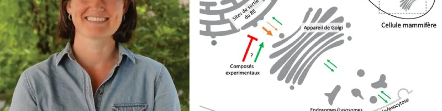 Alison Forrester, la biologiste qui scrute l’efficacité du processus de production des protéines