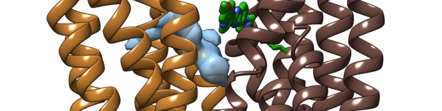 PUBLICATION SCIENTIFIQUE | Un pas de plus vers la compréhension de la résistance des bactéries aux antibiotiques