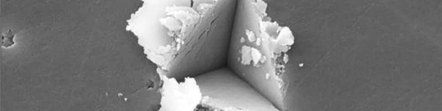 Les propriétés surprenantes des biominéraux