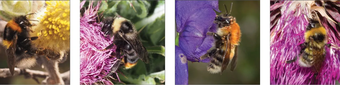 Projection du déclin des populations européennes de bourdon