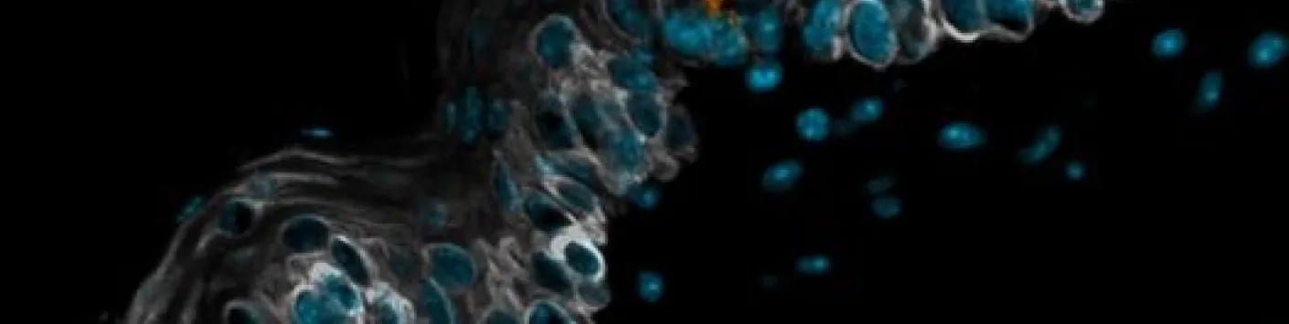 Des bourgeons gustatifs se forment dans l’oesophage