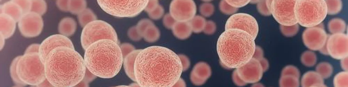 Des cellules cibles pour l'immunothérapie du cancer