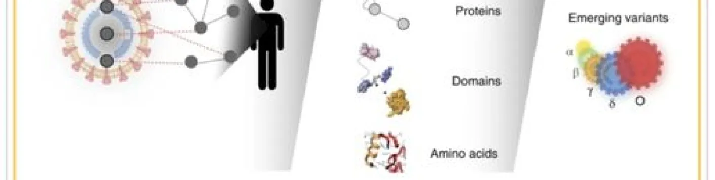 Une carte à l'échelle du protéome du contactome du SRAS-CoV-2-humain