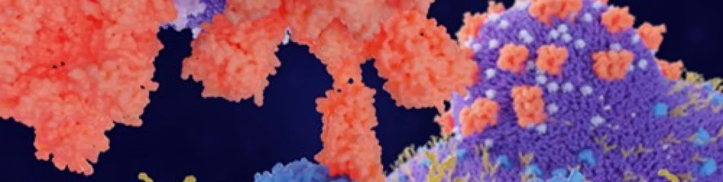 PUBLICATION SCIENTIFIQUE | Empêcher le lien coronavirus-cellule