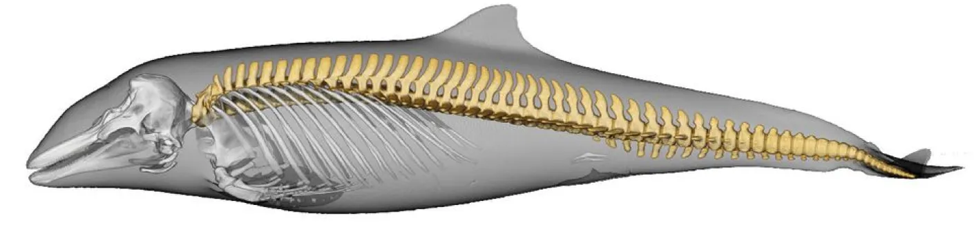 Les transitions itératives de l'habitat sont associées à la convergence morphologique de l'épine dorsale chez les delphinoïdes