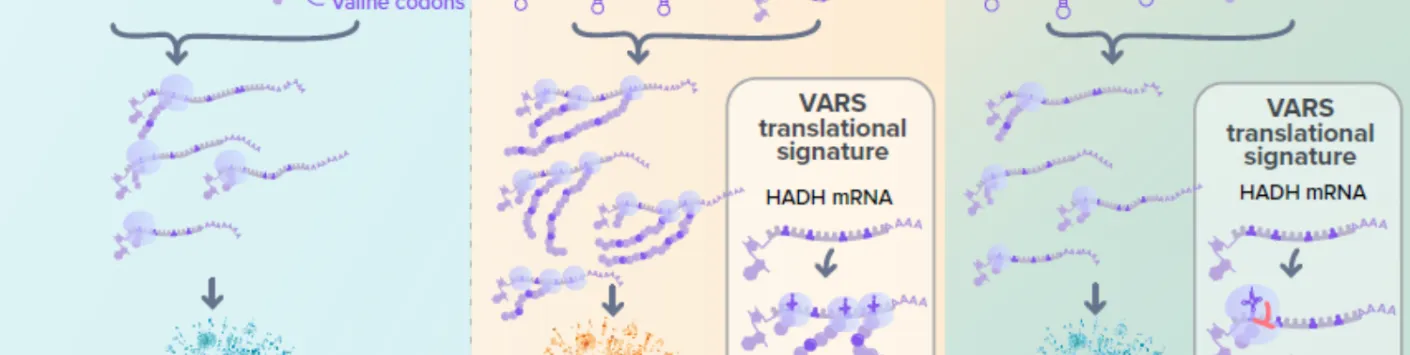 Une nouvelle cible thérapeutique pour le traitement des mélanomes résistants aux thérapies ciblées