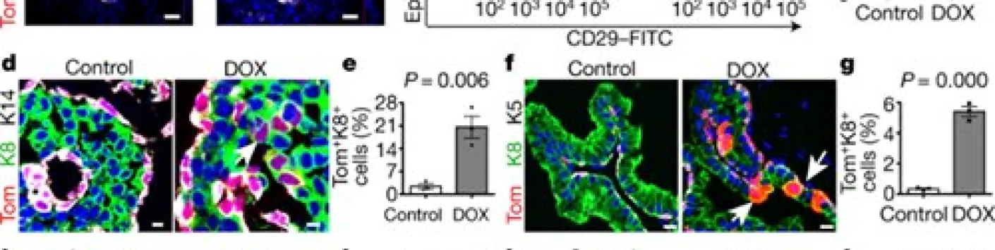 PUBLICATION SCIENTIFIQUE | Les mécanismes contrôlant l’identité cellulaire des cellules souches identifiés
