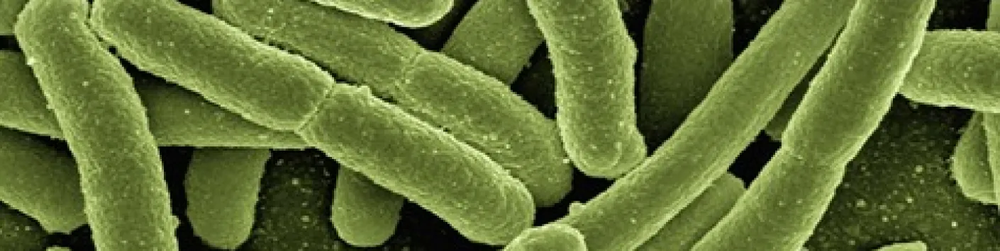 Eclaircir les mystères du monde microbien