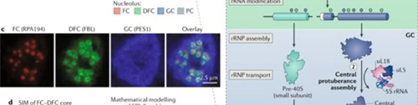 PUBLICATION SCIENTIFIQUE | Plongée au cœur de nos nucléoles