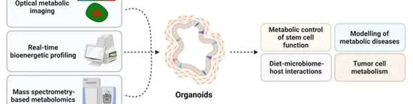 Applications, opportunités et challenge des organoïdes