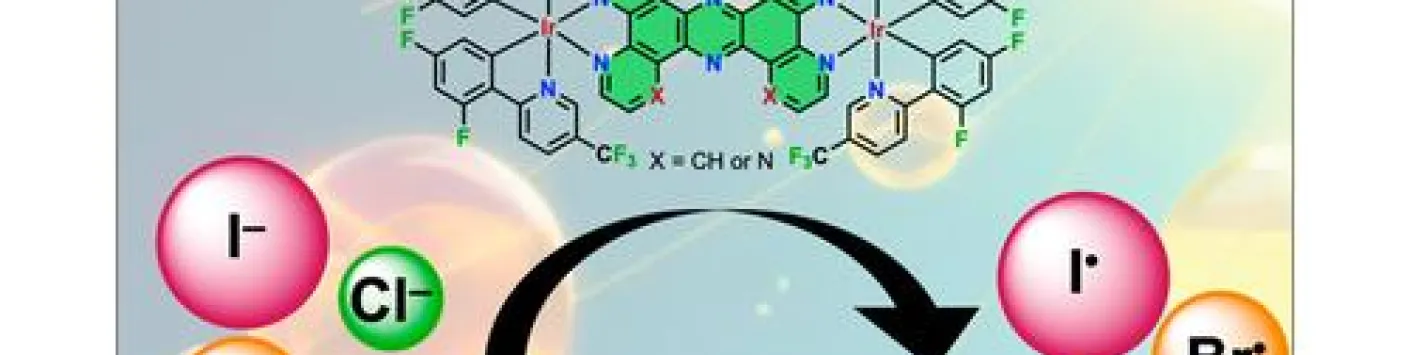 Chloride, Bromide, and Iodide Photooxidation in Acetonitrile/Water Mixtures Using Binuclear Iridium(III) Photosensitizers