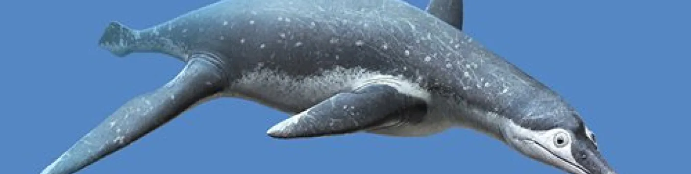 PUBLICATION SCIENTIFIQUE | Retracer l'évolution des plésiosaures
