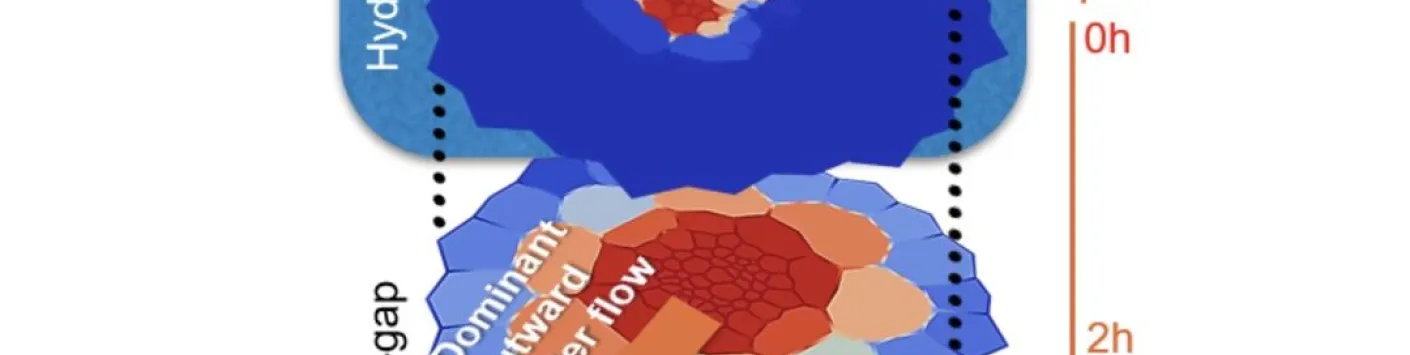 Comment les plantes évitent-elles de faire pousser des racines latérales dans les vides d'air ? 