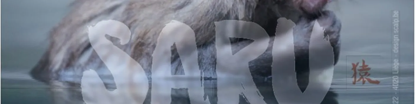 Saru, singes du Japon