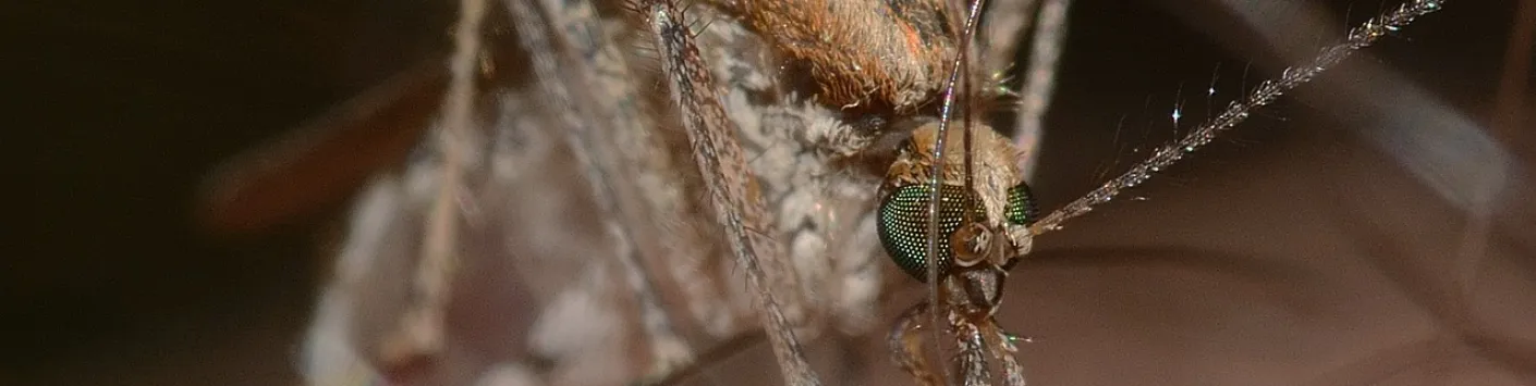 Impact du changement climatique sur l'émergence du virus du Nil occidental en Europe