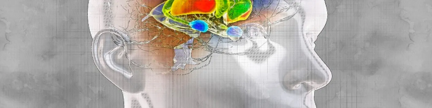 Comment le striatum décide de nos actions ?