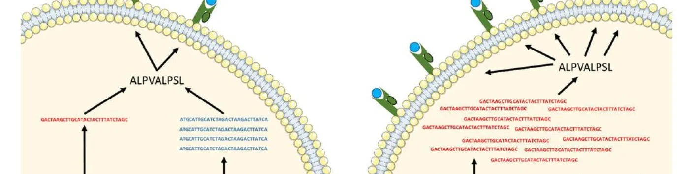 Un nouveau programme pour aider à concevoir des vaccins anti-cancer